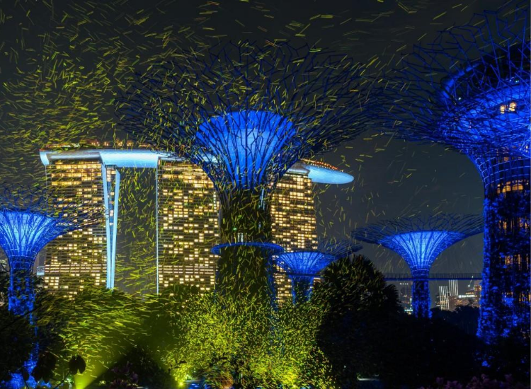 Supertree Grove về đêm Khu siêu cây Supertree Grove rực rỡ ánh sáng tại Gardens by the Bay